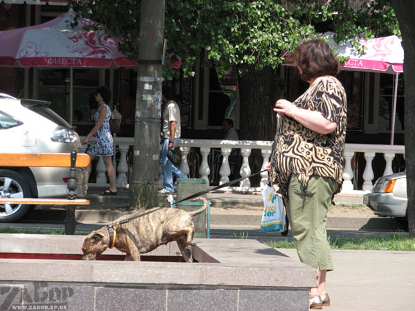 Собака справляет нужду в фонтане (Запорожье, бул.Шевченко)