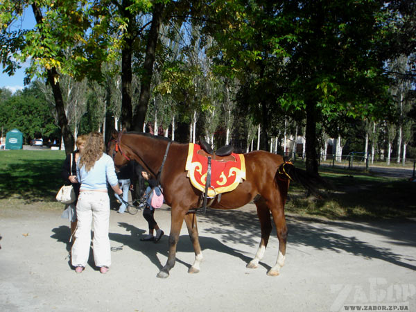 Ездовая лошадь на празднике в Дубовой роще (Запорожье)