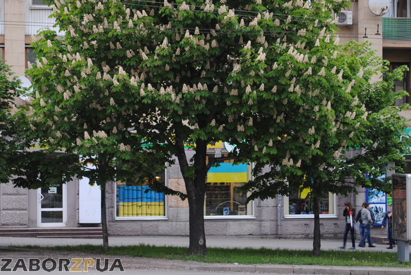 Украинские флаги в Запорожье