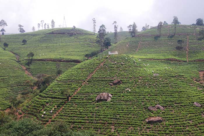 Чайная плантация в Шри-Ланке