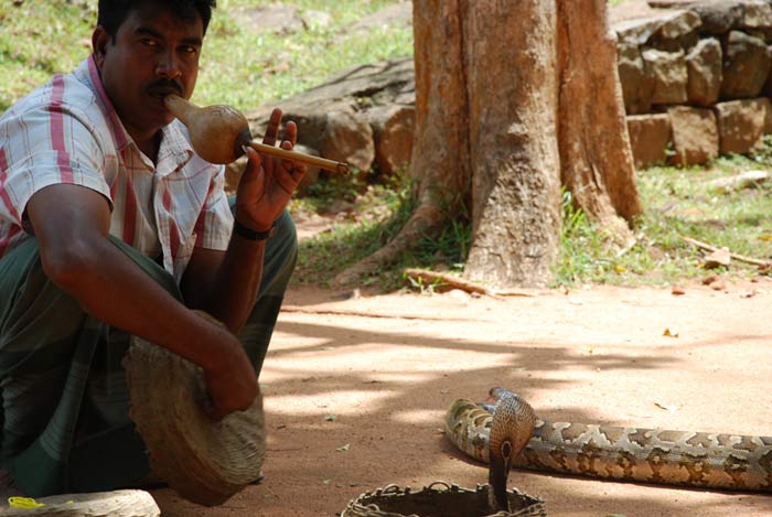 Заклинатель змей (Шри-Ланка)