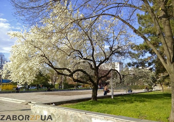 Цветущее дерево на пр. Ленина (Запорожье)