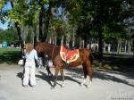 Ездовая лошадь на празднике в Дубовой роще (Запорожье)