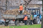Уборока листьев к приезду Януковича