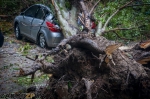 На машину упало дерево (ураган в Запорожье)
