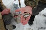 Зимняя рыбалка на Днепре (Запорожье)