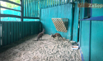 Кенгуру в Бердянском зоопарке
