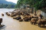 Купание диких слонов на Шри-Ланке