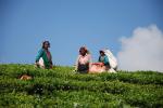 Чайная плантация (Шри-Ланка)