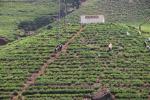 Чайная плантация в Шри-Ланке