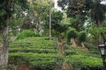 Чайная Фабрика (Шри-Ланка)
