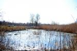 Заброшенное и грязное озеро в парке Победы в Запорожье