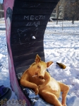 Место для свиней Место для свиней