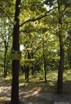 Ботаническая памятка природы "Участок 250-летних дубов" в Запорожье