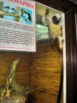 Карликовая обезьяна на выставке в Запорожье
