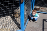 Енот и ребенок. Зоопарк на ДЖД в Запорожье