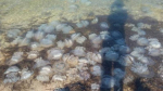 Нашествие медуз в Кирилловке