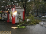 Дерево упало на остановочный комплекс по ул. Сталеваров в Запорожье Дерево упало на остановочный комплекс по ул. Сталеваров в Запорожье