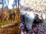 Оленю в Дубовой роще снесли голову (Запорожье) Оленю в Дубовой роще снесли голову (Запорожье)