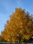 Золотая осень в Запорожье