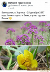 Зима 2017-2018. Цветут цветы и деревья в Запорожье