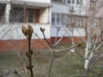 В начале зимы в Запорожье распускаются почки